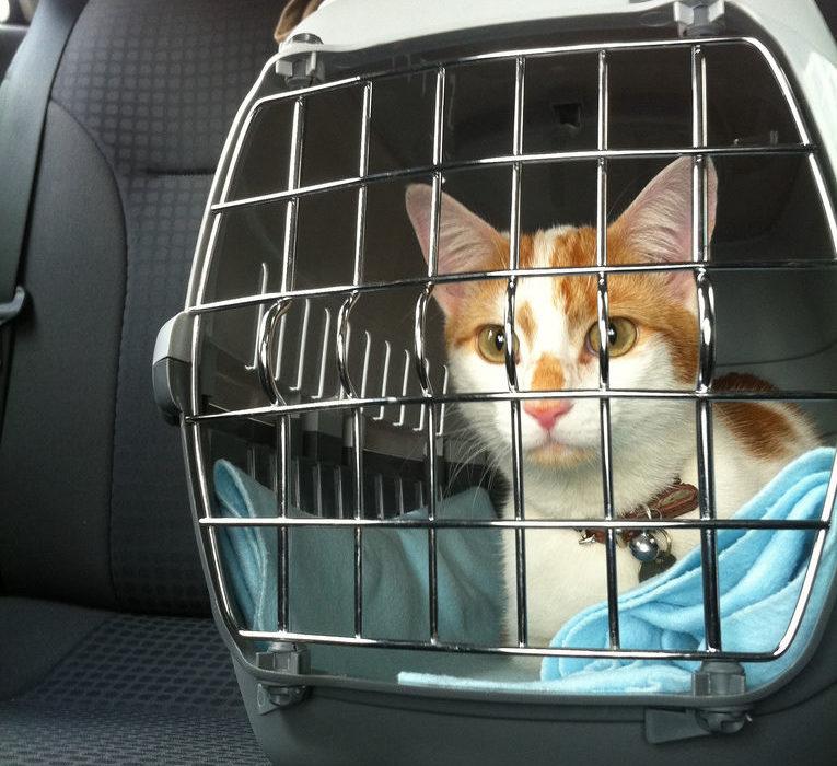 Viajar con gatos en coche esta Semana Santa