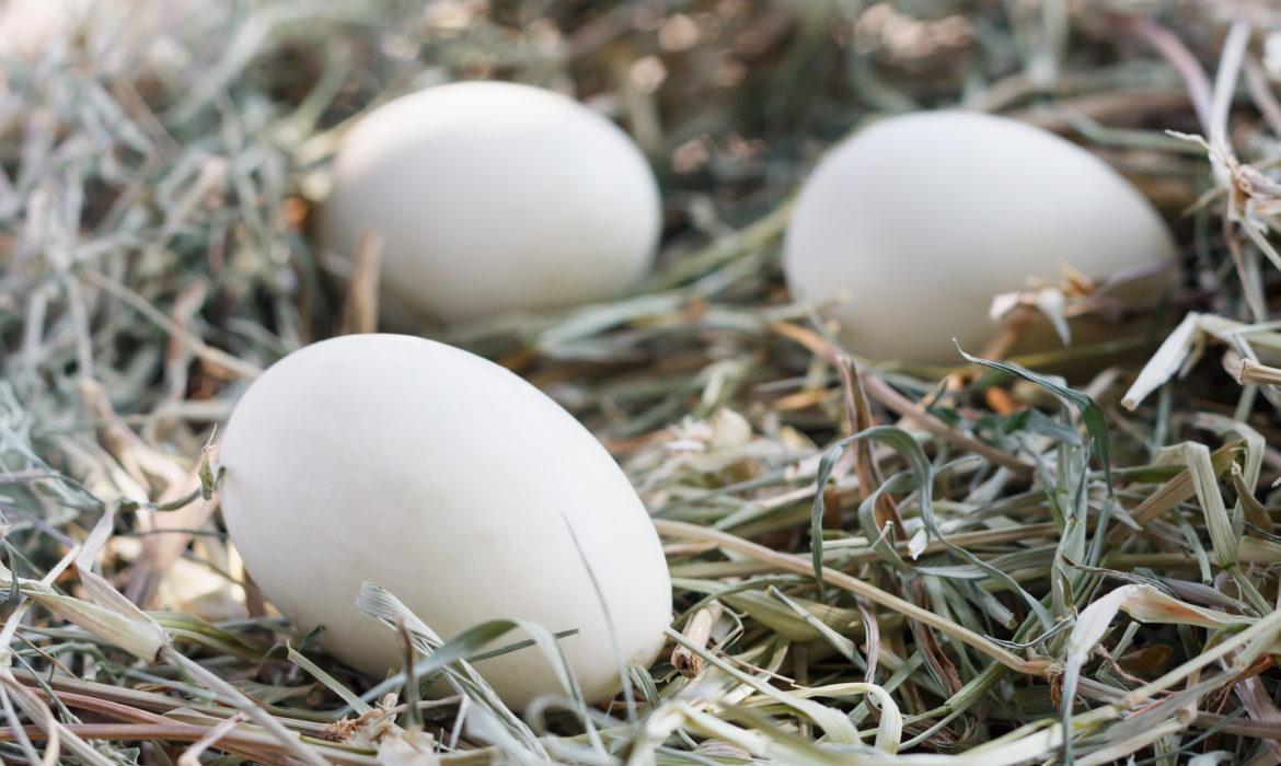 La alimentación de aves durante la puesta de huevos