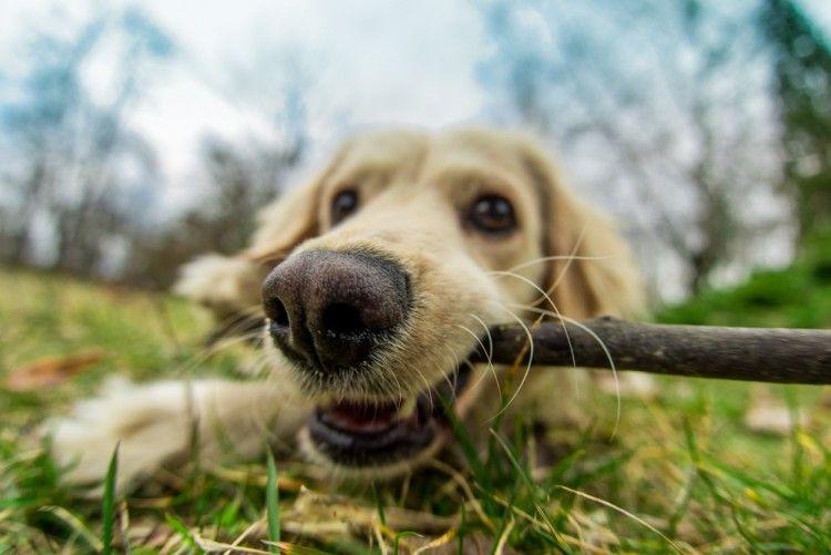 Jugar con palos es peligroso para los perros