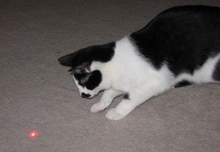 ¿Es peligroso jugar con el láser para perros y gatos?