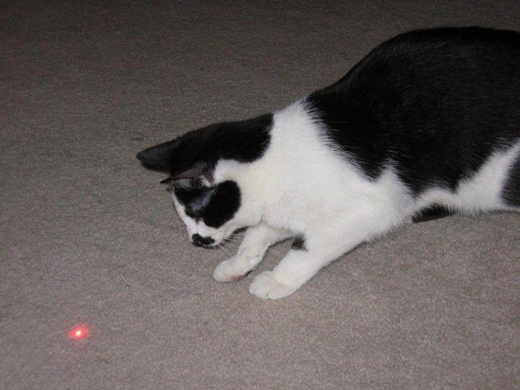 ¿Es peligroso jugar con el láser para perros y gatos?