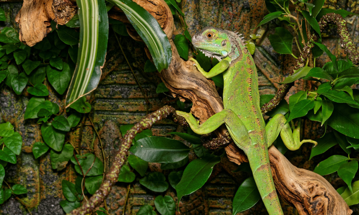 Reptiles: La termorregulación durante el verano