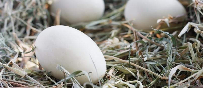La alimentación de aves durante la puesta de huevos