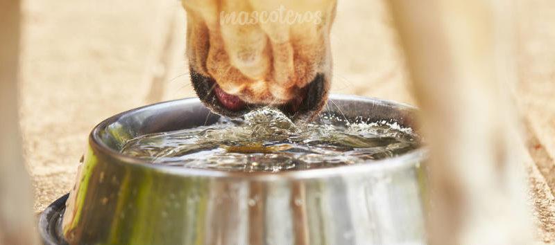 ¿Por qué es importante la hidratación de tu perro?
