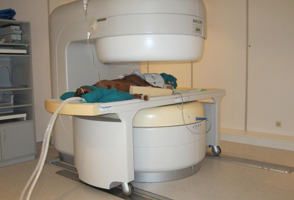 Resonancia magnética del Hospital Clínico Veterinario de Madrid UCM