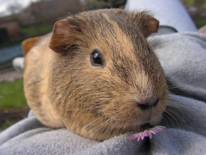 Cuidados de nuestros roedores: pelaje, uñas y oídos