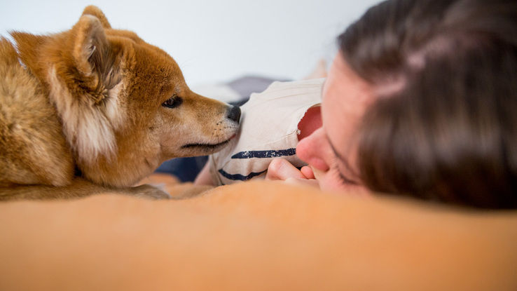 Ocho puntos para reconocer a un buen cuidador de perros
