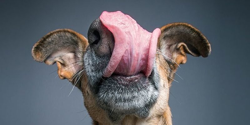 ¿Por qué el perro nos lame la cara?