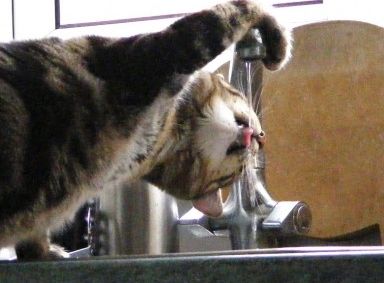 Diez trucos refrescantes que protegen al gato del calor