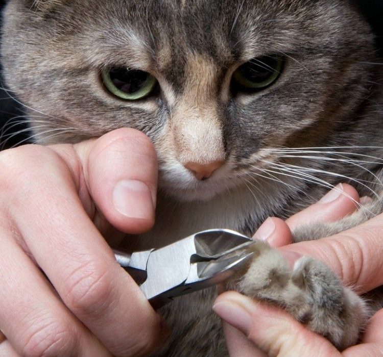 Cómo cortar las uñas al gato en 5 pasos