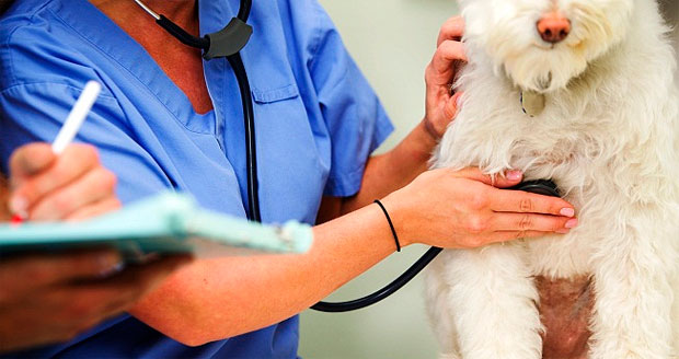 ¿Cómo es la auscultación veterinaria cardíaca en perros y gatos?