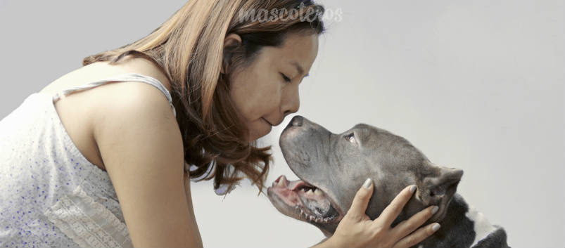 8 preguntas frecuentes sobre perros a un etólogo y sus respuestas