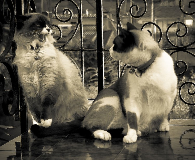 ¿Qué hacer cuando dos gatos se pelean? 10 trucos