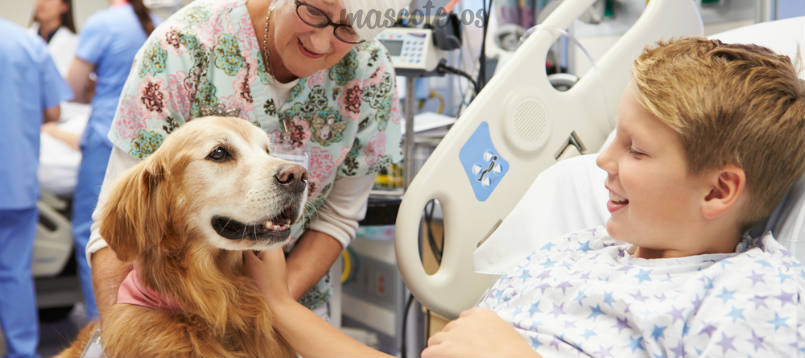 ¿Son beneficiosas las mascotas en los hospitales?