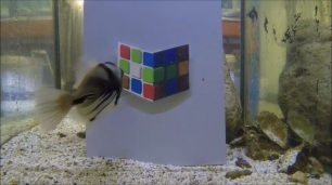 Los peces pueden ser engañados con ilusiones visuales