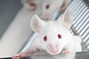 ¿Cómo generan los ratones el silbido ultrasónico de amor?