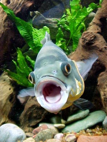La boca de los peces