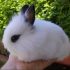 Consejos para cuidar a tu conejo enano Angora