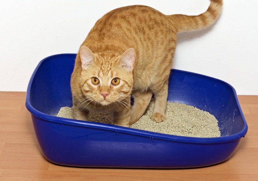 ¿Cómo hacer que el gato use la caja de arena?
