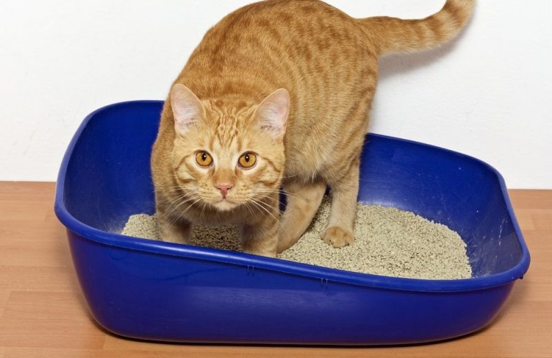 Por qué la arena aglomerante puede ser una buena opción para tu gato y para ti