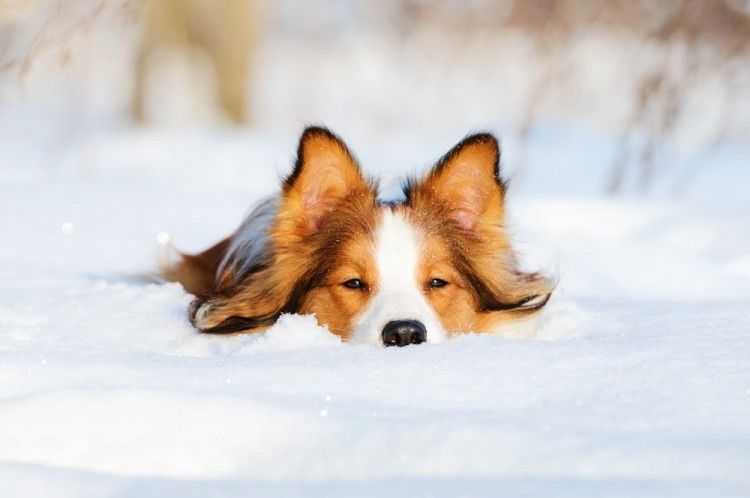 ¿Por qué los perros adoran la nieve?