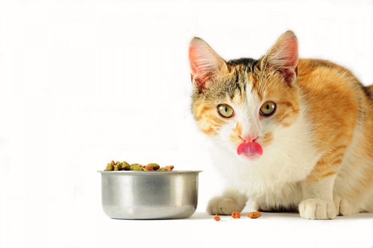 Alimentar a un gato esterilizado