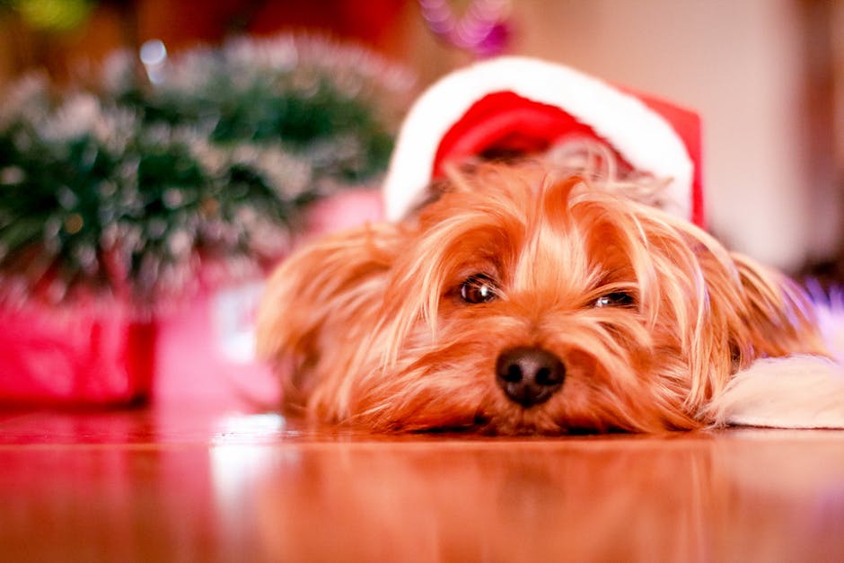 ¿Cómo mantenemos en calma a nuestros animales en Navidad?
