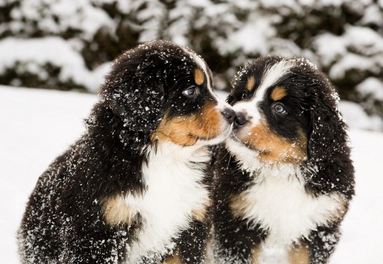 7 consejos para pasear con tu perro este invierno