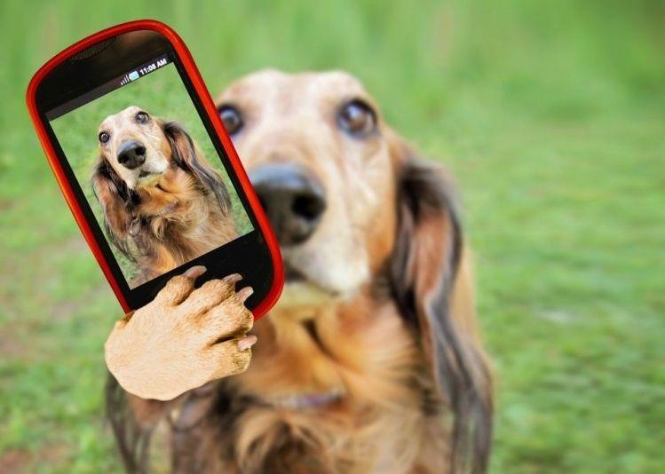 Wizapet, Doglogbook y The Petter son tres aplicaciones creadas por veterinarios para cuidar de la salud de los canes, prevenir problemas de conducta e incluso evitar que se pierdan