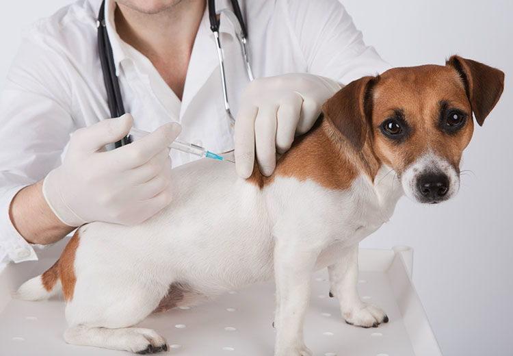 Calendario de vacunas para los perros