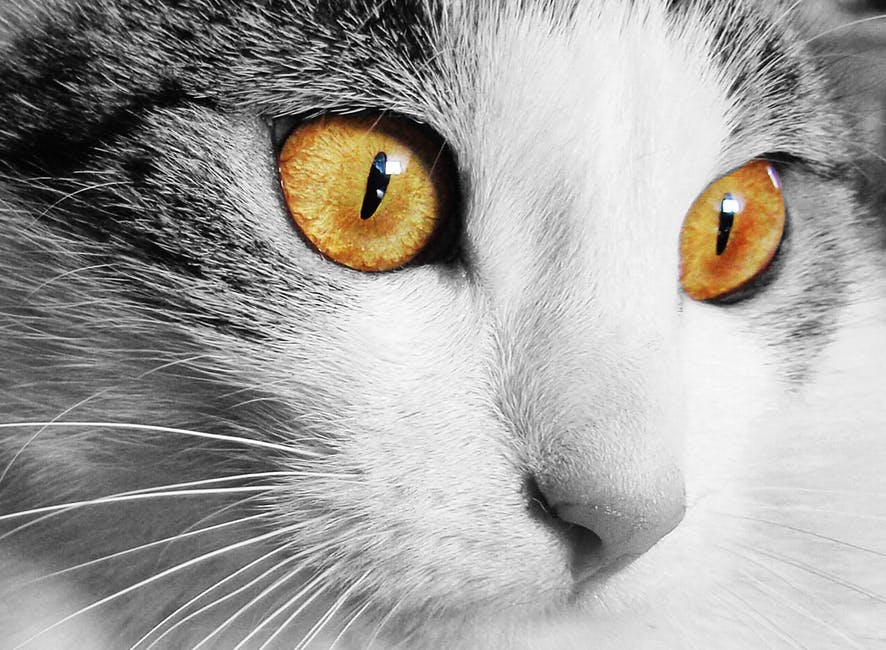 Seis razones por las cuales el gato no debe de tener ninguna pulga