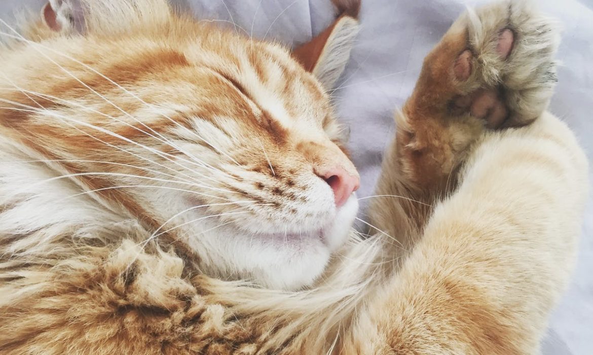 ¿Por qué los gatos duermen encima de las personas?