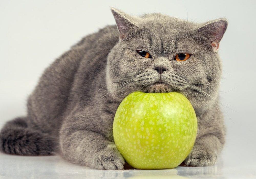 ¿Por qué hay frutas tóxicas para los gatos?