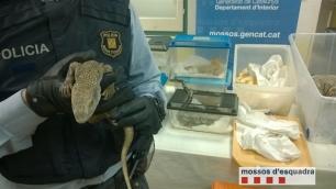 Barcelona. Hallan reptiles sin documentación al accidentarse un coche que llevaba ratas para alimentarlos