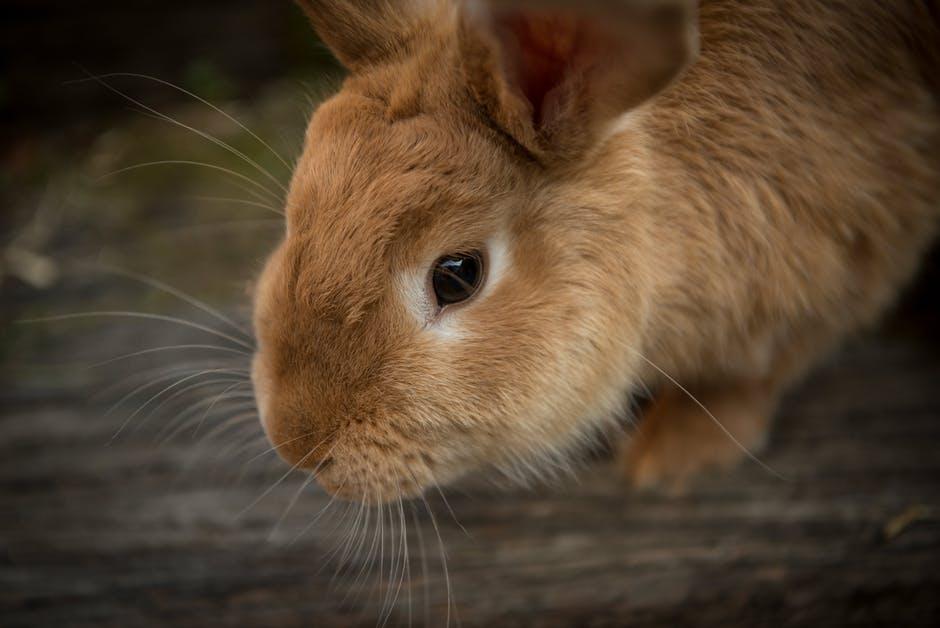 Ocho consejos para mantener limpia la jaula de un conejo