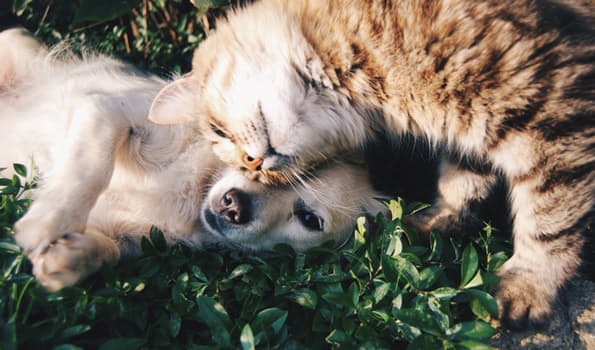 ¿Es verdad que perros y gatos engordan después de ser esterilizados?