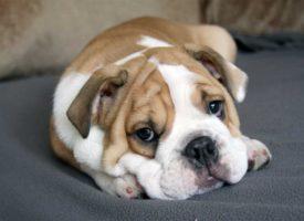 Científicos británicos piden modificar la cría del bulldog inglés por motivos de salud animal