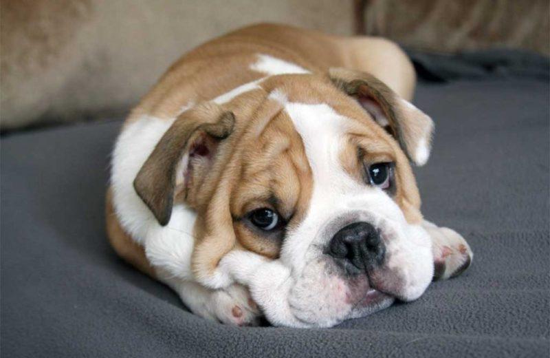 Científicos británicos piden modificar la cría del bulldog inglés por motivos de salud animal