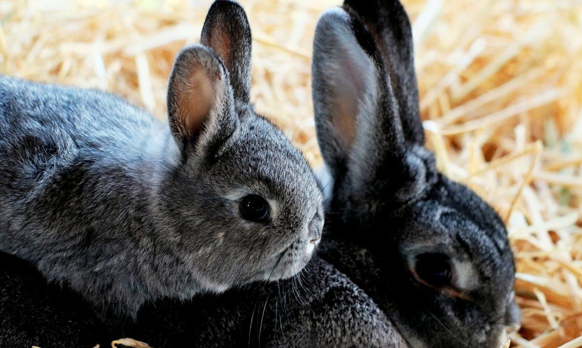 La mixomatosis en los conejos
