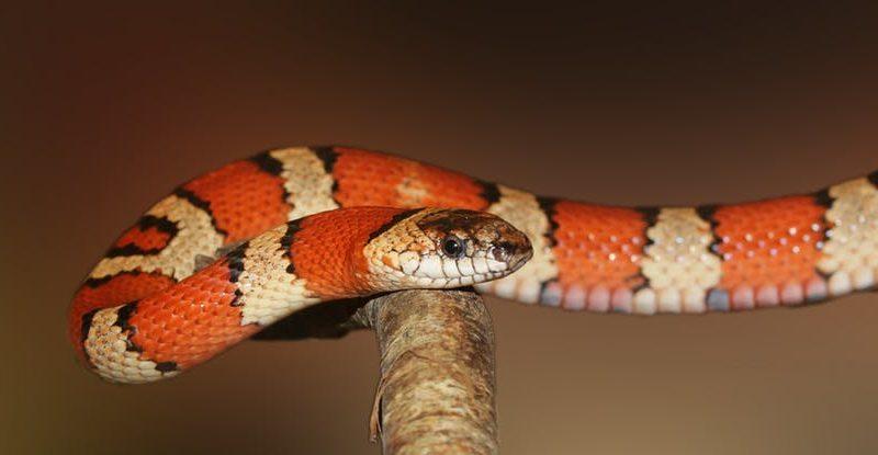 ¿Cómo cuidar a una serpiente durante la muda de piel?