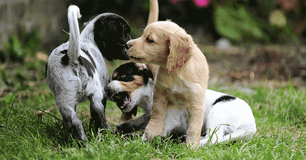 Una correcta socializacion de los cachorros durante los primeros meses
