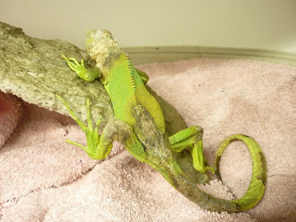 Iguana dermatofitosis