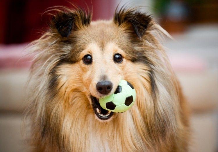 ¿Por qué los perros adoran unos juguetes e ignoran otros?