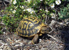 ¿Cómo cuidar el caparazón de una tortuga de tierra?