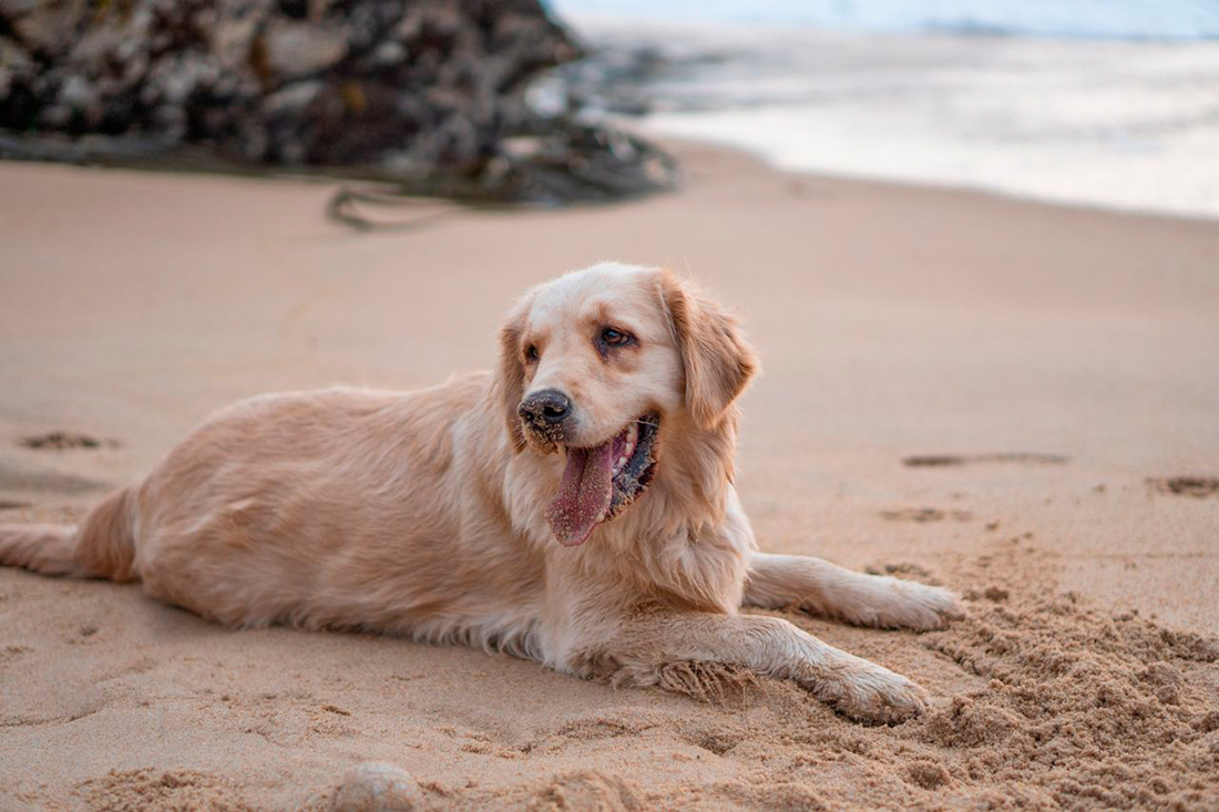Perro playa - Foto propiedad de: Ignacio Andrés Yañez Grandón