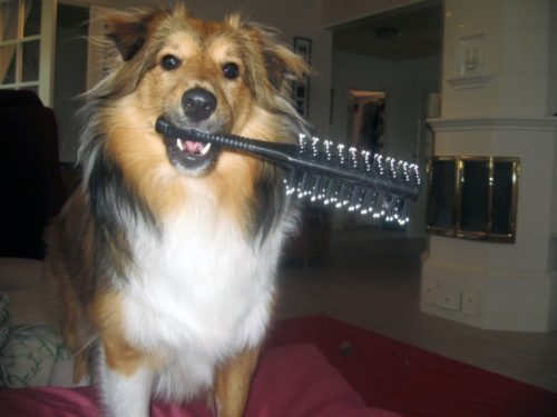 Perros caída pelo