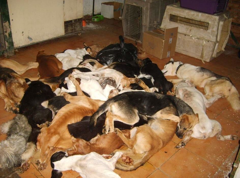Una sentencia descorazonadora: absueltos los responsables de la perrera de Puerto Real