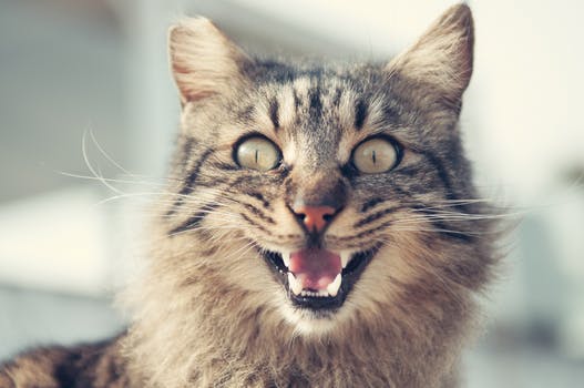 Mal aliento en gatos: siete trucos para acabar con él