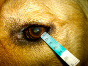El ojo seco canino puede causar ceguera si no se trata a tiempo.