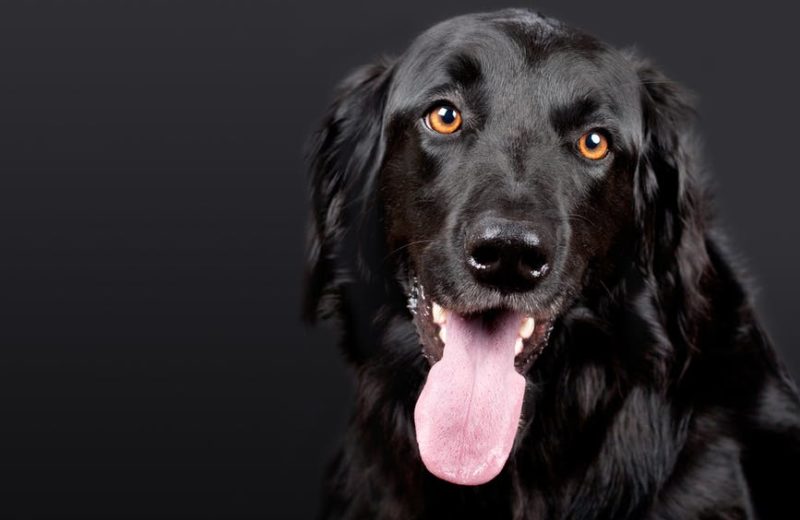 Obediencia canina: normas básicas para educar al perro en casa